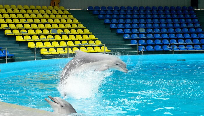 Дельфинарий «Аква-Мир»