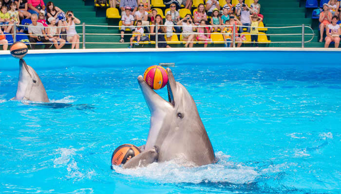 Дельфинарий «Аква-Мир»